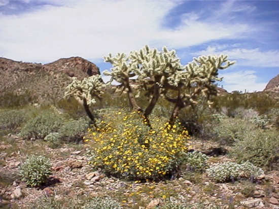 cholla1.jpg (93453 bytes)