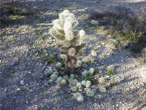 droppings.jpg (95425 bytes)