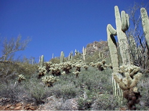 hike1.jpg (67814 bytes)