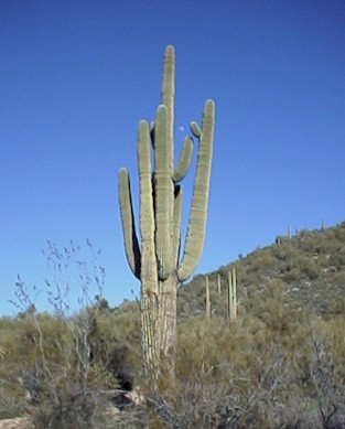 hike3.jpg (30569 bytes)