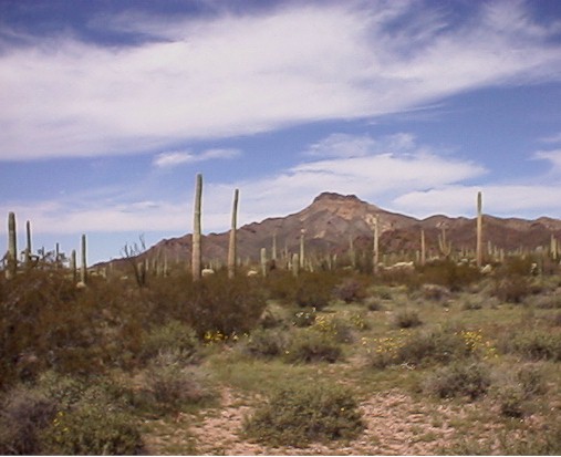 landscape1.jpg (52353 bytes)