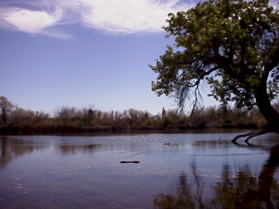 pond.jpg (58057 bytes)