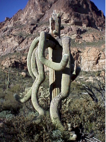 saguaro.jpg (104353 bytes)