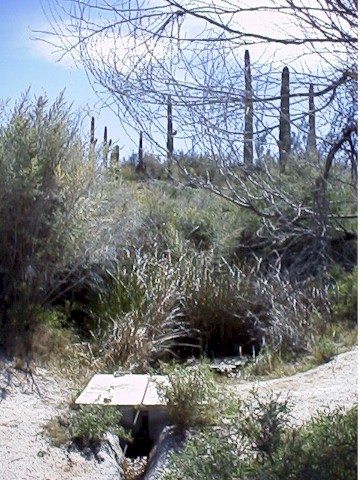 spring.jpg (86315 bytes)