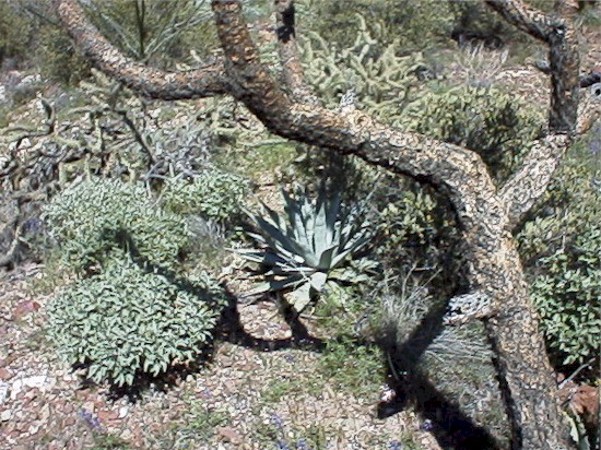 yuccathing.jpg (130217 bytes)