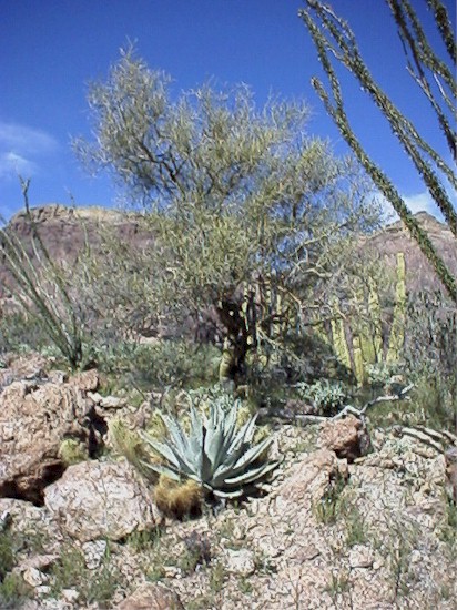 yuccathing2.jpg (106795 bytes)